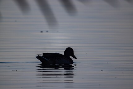 1120mm, f/16, 1/1250 sec, 500 ISO