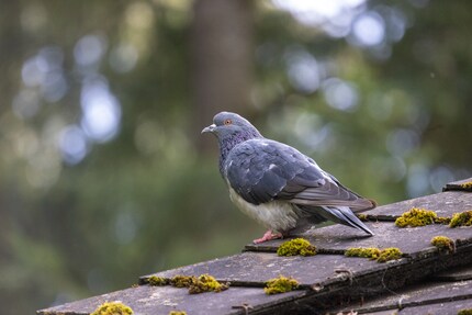 600mm, 1/640 sec, 8000 ISO