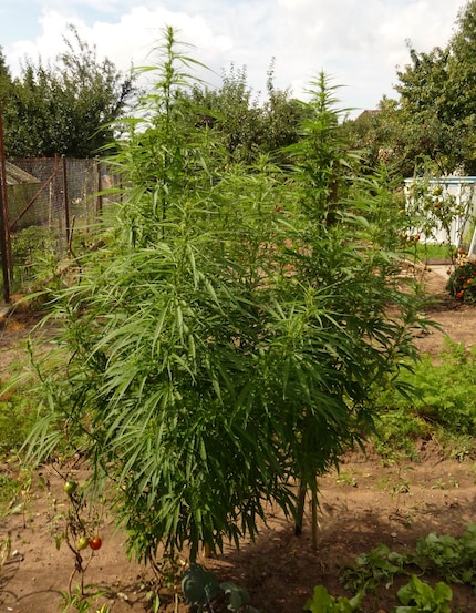 Cannabis Sativa: used to grow in the wild in our latitudes.