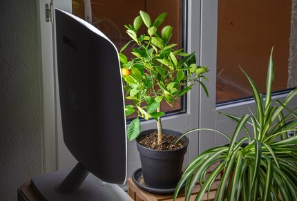 Wellness für die Zimmerpflanze.