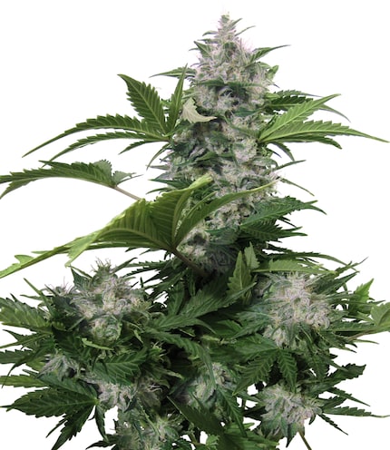 Female hemp plant