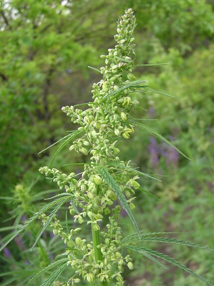 Male hemp plant