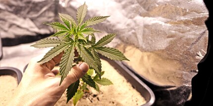 Cela ressemble effectivement à du cannabis.