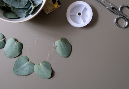 To make the garland, the leaves should still be fresh so that they don't break.