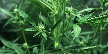 Jeunes fleurs de cannabis de la variété Mota CBD Rich Auto.