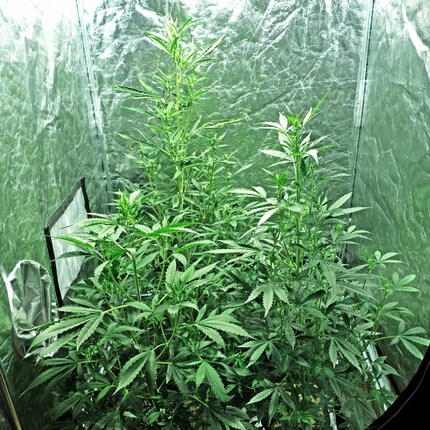 Quatre plants de 90 par 90 cm