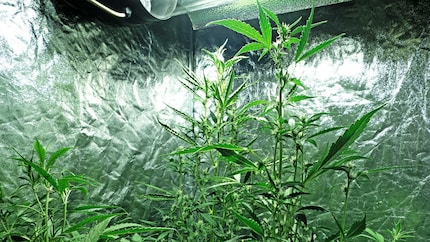 An Tag 59 sind die ersten Blüten definitiv zu nahe an der Lampe.