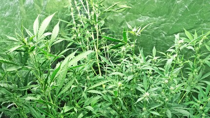 Vorsichtig über einen Bleistift geknickt und am Rohr festgebunden.