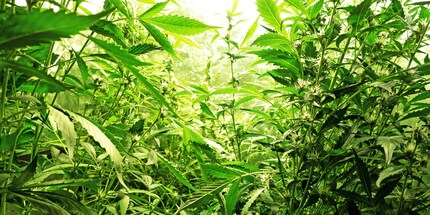 Cannabis der Sorte Mota CBD Rich Auto.