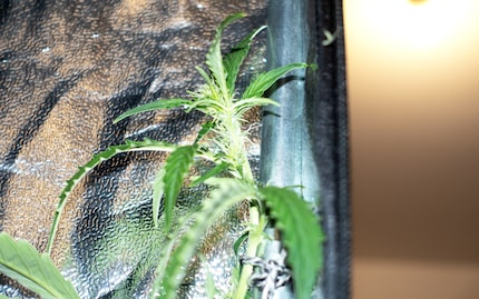 Auch die Kronblüte von Nr. 3 ist an den Rand verbannt.