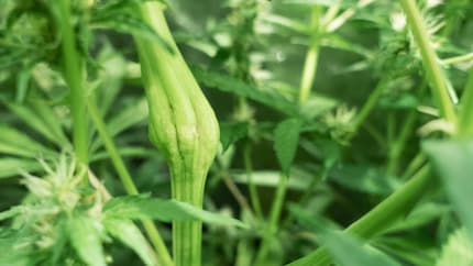 Die Knickstelle nach fünf Tagen.