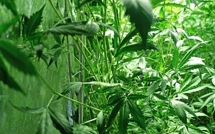 Gebogen, nicht geknickt.