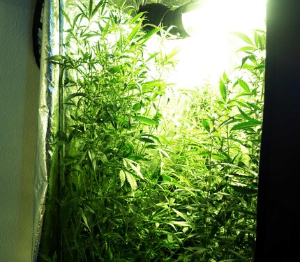 Der heutige Blick ins Zelt.