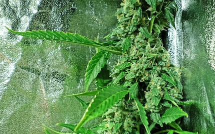This big bud is seven centimetres in diameter and belongs to plant No. 1.