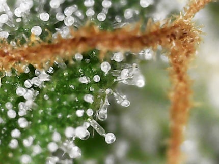 The brown stigma (flower hairs) are an indicator that it’s harvest time.