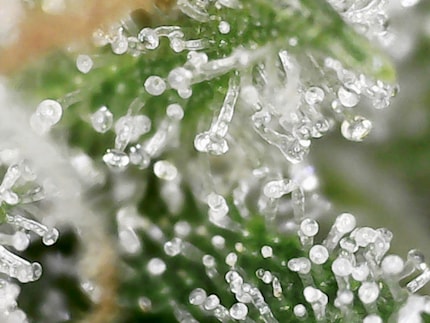 Milky trichomes are the ultimate goal.