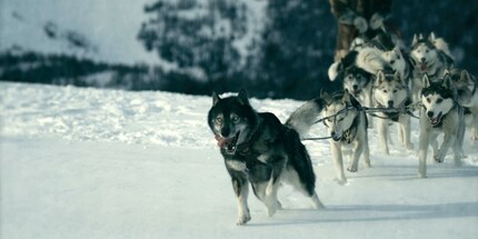 Togo führt seinen Schlitten an.
