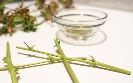 Certains de ces noyaux de résine sont déjà séchés pour la récolte et prêts à être consommés.