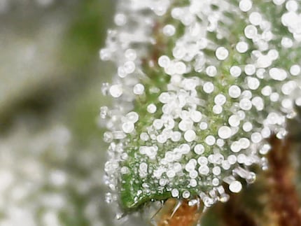 Les fleurs des quatre plants femelles arborent des trichomes laiteux après 103 jours.