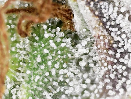 Il y a plus de trichomes couleur cola...