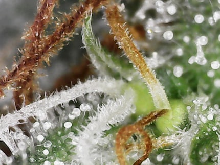Des poils blancs indiquent une fertilisation par le pollen.