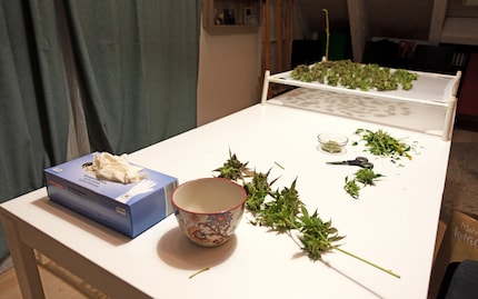Gants, ciseaux, plateau de séchage et deux sacs à côté de ma chaise. Les feuilles dans l'un et les branches dans l'autre. De là, le haschisch (CBD) peut ensuite être extrait avec un Honey Bee Extractor.