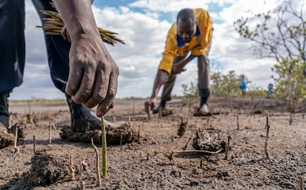 Le piantine vengono piantate in Mozambico. (Immagine: Eden Reforestation Projects)