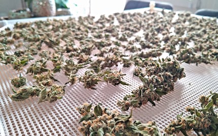 I fiori hanno perso fino al 70% del loro peso negli ultimi dieci giorni.