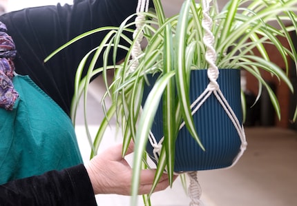 Die Grünlilie (Chlorophytum) bietet dank ihrer Dichte einen guten Sichtschutz.