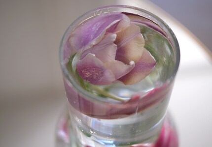Plus vieilles sont les tulipes, mieux c’est.