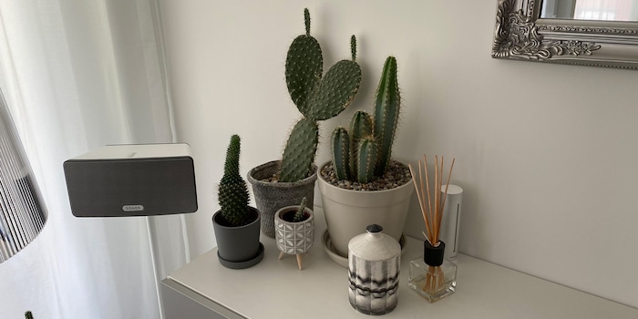 Bien camouflé : le module principal de la station météo intelligente Netatmo est à peine visible à l'extrême droite du cactus.
