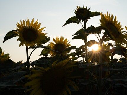 RAW image with no optimisation