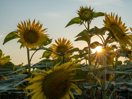 Depth and light corrected, colours optimised