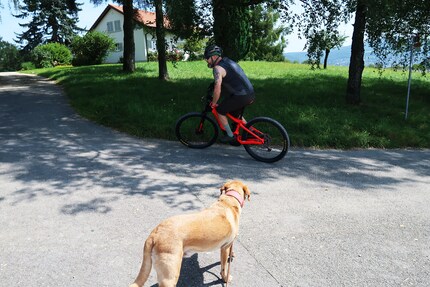 Cosa sta facendo quello strano tipo su quella strana bici rossa, si starà chiedendo il cane.