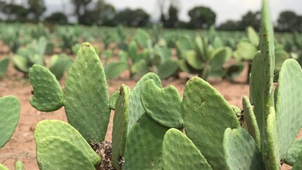 Die Triebe von Feigenkakteen werden zu veganem Kaktusleder verarbeitet. Bild: Clae
