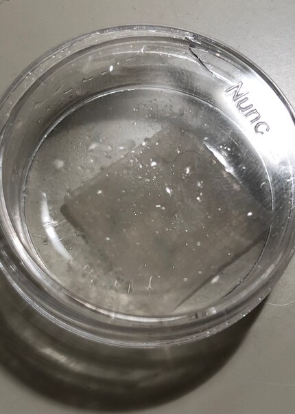 Le premier collagène bio-imprimé de synthèse avec des follicules pileux.