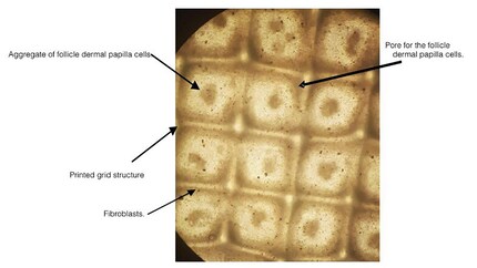 Une image au microscope MEB (NDT : microscopie électronique à balayage) du prototype de stratum papillaire imprimé. Image : Furoid/Geneusbiotech