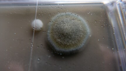 Ma magnifique créature.