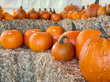 Il classico: la zucca di Halloween ha un bell'aspetto e la sua polpa è commestibile.