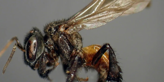 © Ricardo Ayala, Universidad Nacional Autónoma de México (Ausschnitt) © Ricardo Ayala, Universidad Nacional Autónoma de México (Ausschnitt)