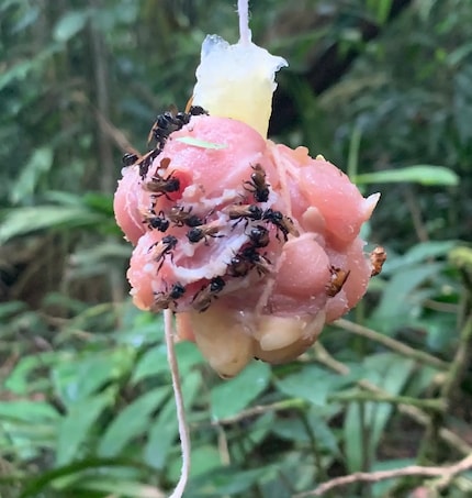 Geierbienen am Huhn: In Costa Rica existieren Bienen, die Fleisch jeder Polle vorziehen. Bild: Quinn McFrederick, University of California Riverside (UCR) (Ausschnitt)