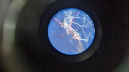 Nice and colourful – and this time not fish food: the fibres magnified sixty times.
