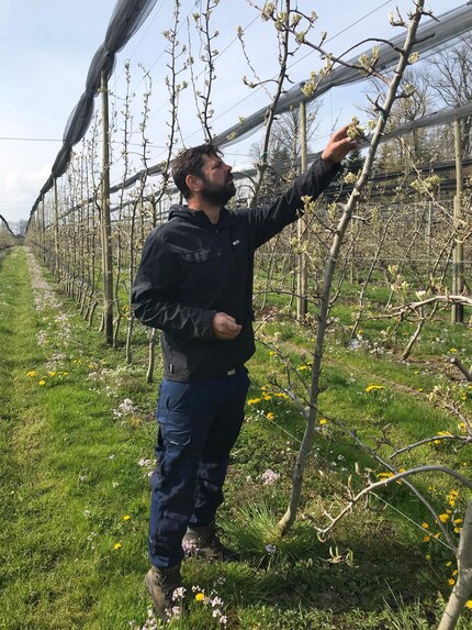 Mio fratello Pascal controlla le gemme dei suoi alberi che hanno superato la nottata di gelo.