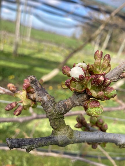 A fine marzo gli alberi di ciliegie hanno già sviluppato i fiori.
