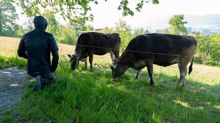 Alors, quel est votre bilan écologique ? Désormais, les vaches sont regardées d'un œil aussi critique que le secteur outdoor.