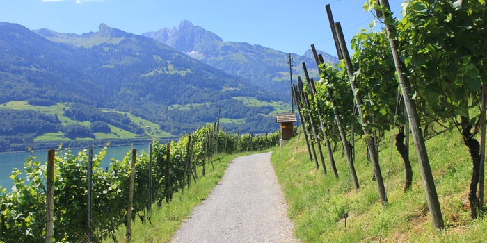 Das teils subtropische Klima lässt einen ausgezeichneten Wein reifen. Das teils subtropische Klima lässt einen ausgezeichneten Wein reifen.