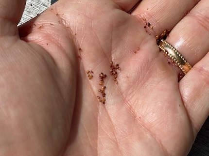 Then we gently sprinkled over the seeds.