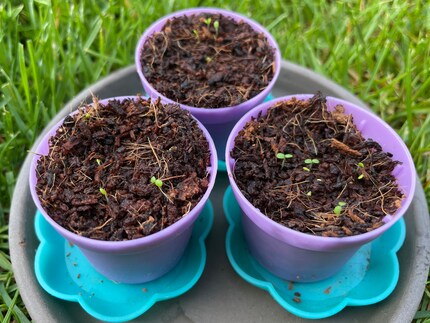 Here we go! The first little shoots sticking out of the ground.