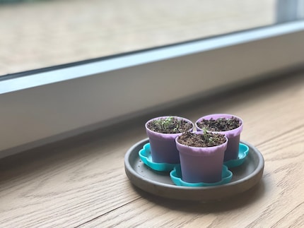 Grow, strawberries, grow! From now on, I’ll pamper the seedlings with lots of light every day.