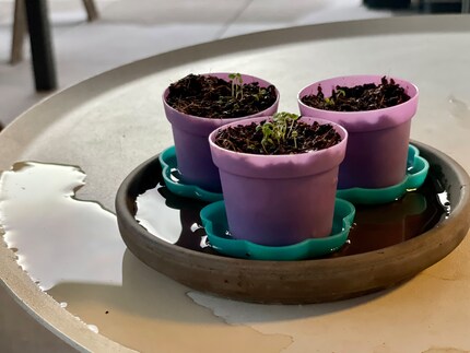 If only I hadn’t put the pots under the pergola this muggy Pentecost.